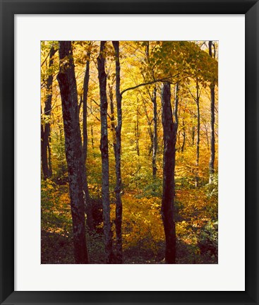 Framed Sanctuary Woods I Print