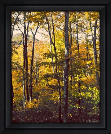 Framed Sanctuary Woods II Print