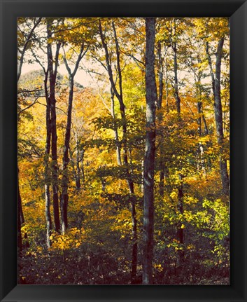 Framed Sanctuary Woods II Print