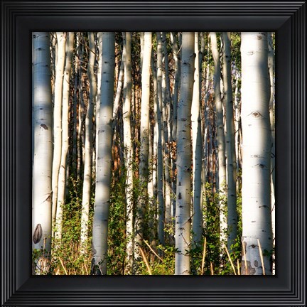 Framed Aspen Grove I Print
