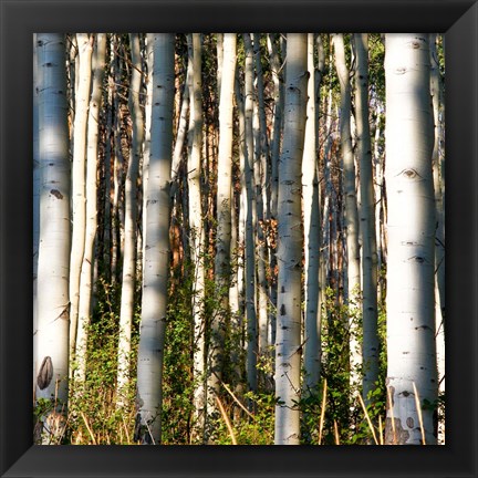 Framed Aspen Grove I Print