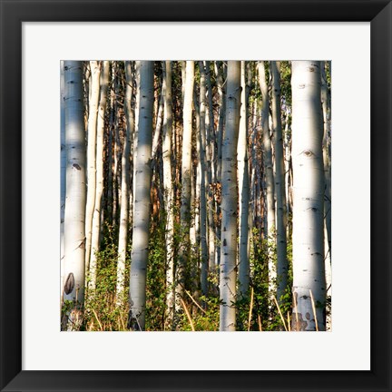 Framed Aspen Grove I Print