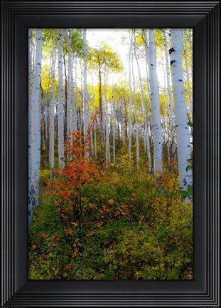 Framed Aspen in the Day Print