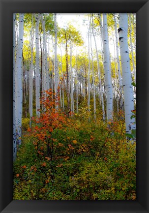 Framed Aspen in the Day Print