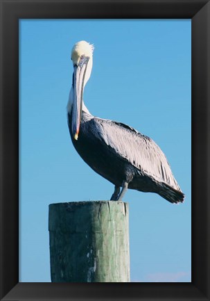 Framed Pelican Perched II Print