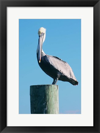 Framed Pelican Perched II Print