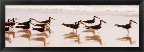 Framed Black Skimmers I Print