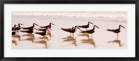 Framed Black Skimmers I Print