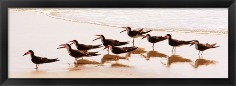 Framed Black Skimmers II Print