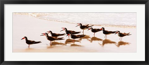 Framed Black Skimmers II Print