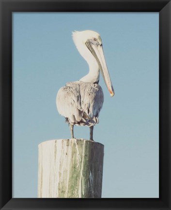 Framed Pelican Post Muted I Print