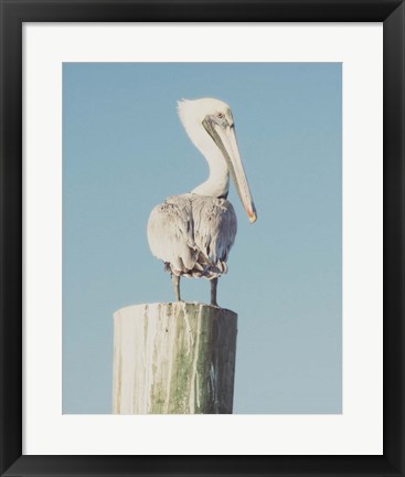 Framed Pelican Post Muted I Print