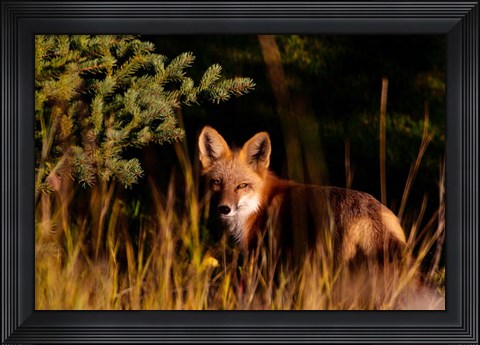 Framed Fox Stare Print