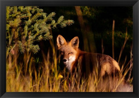 Framed Fox Stare Print