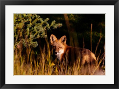 Framed Fox Stare Print