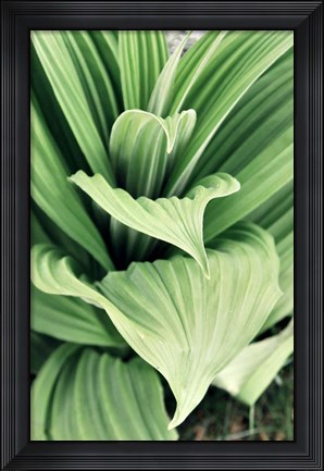 Framed Green Leaf Blooms I Print