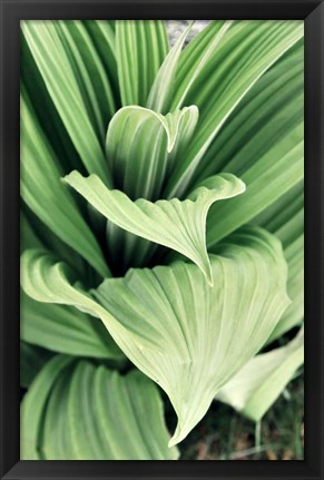 Framed Green Leaf Blooms I Print