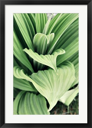 Framed Green Leaf Blooms I Print