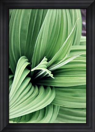 Framed Green Leaf Blooms II Print