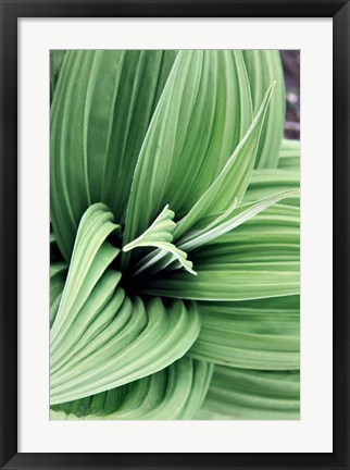 Framed Green Leaf Blooms II Print