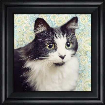 Framed Cat on Paisley Print