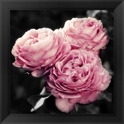 Framed Pink Florals in Noir Print