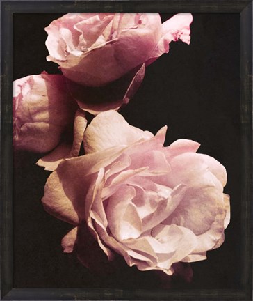 Framed Solitary Bouquet II Print