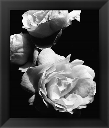 Framed Dramatic Love Blooms II Print