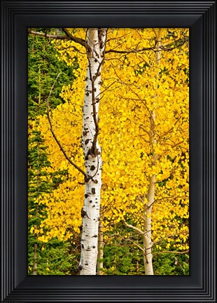 Framed Sunny Blooms Print