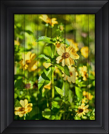 Framed Daisies on Wood Print