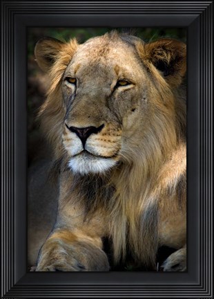 Framed Cape Lion Print