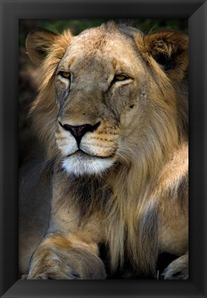 Framed Cape Lion Print