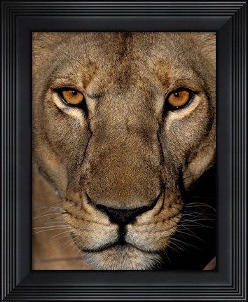 Framed Golden Eyes Print