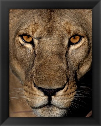 Framed Golden Eyes Print