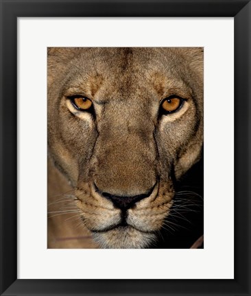 Framed Golden Eyes Print