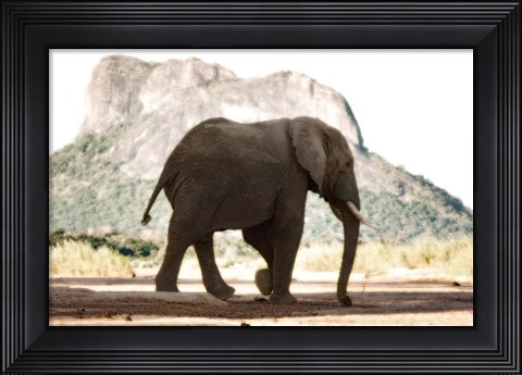 Framed Lone Ele Print