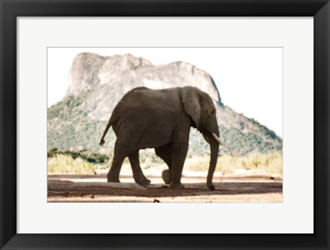 Framed Lone Ele Print