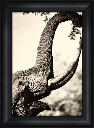 Framed Reaching High Print
