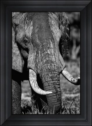 Framed Tusks Print