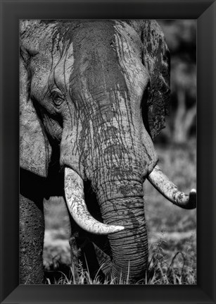 Framed Tusks Print