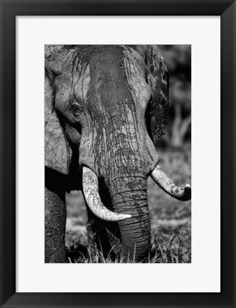 Framed Tusks Print