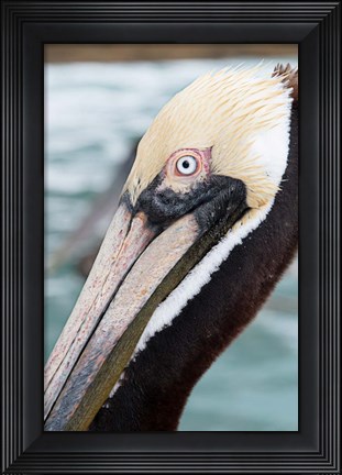 Framed Bayside Pelican Print