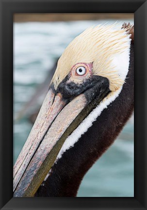 Framed Bayside Pelican Print