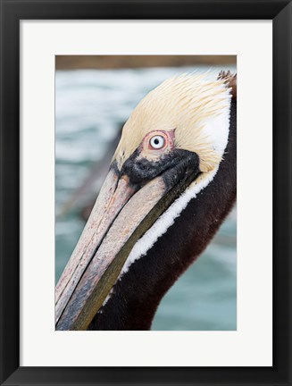 Framed Bayside Pelican Print