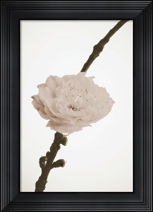 Framed Delicate Floral II Print
