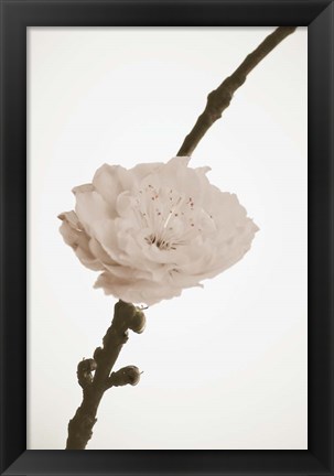 Framed Delicate Floral II Print