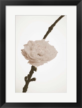 Framed Delicate Floral II Print