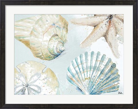 Framed Shell Collectors Print