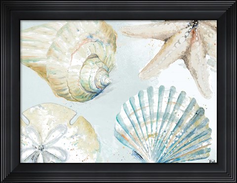 Framed Shell Collectors Print