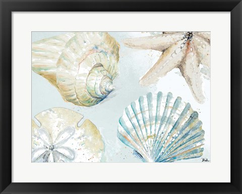 Framed Shell Collectors Print